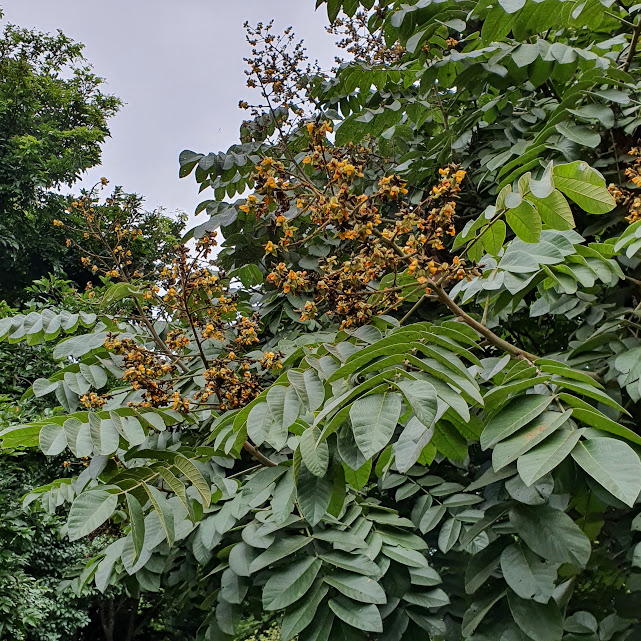 Inflorescência e folhas do araribá.