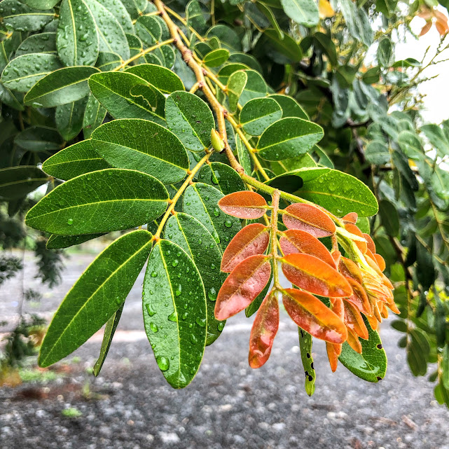 Folhas do óleo-de-copaíba.