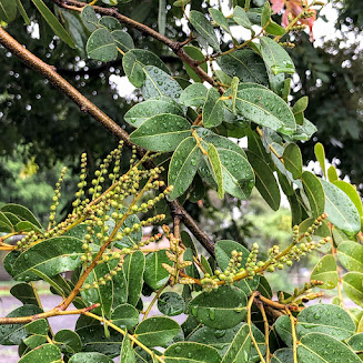 Inflorescências e folhas do óleo-de-copaíba.