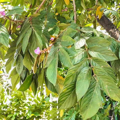 Folhas do ingá-bravo.