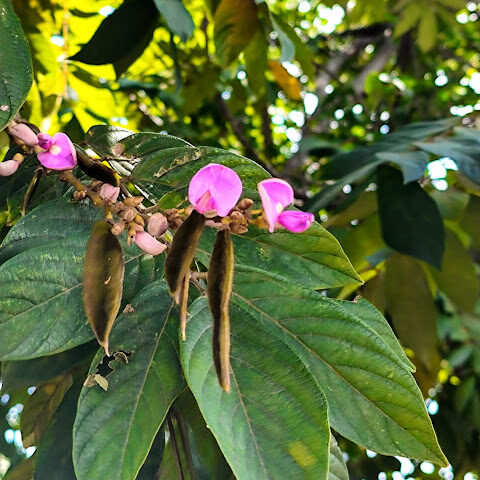 Flores e frutos do ingá-bravo.