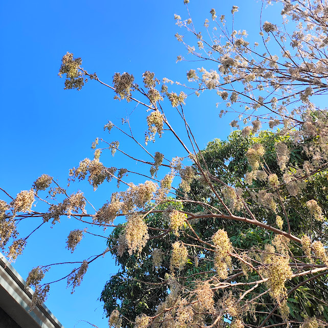 Frutos da aroeira.