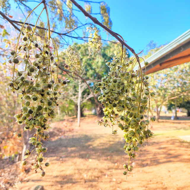 Frutos da aroeira.