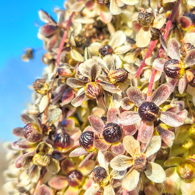 Frutos maduros da aroeira.