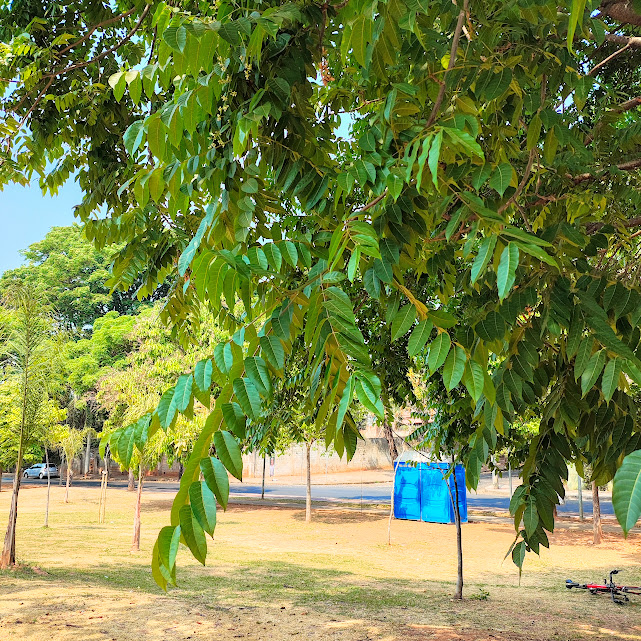 Folhas do cedro-vermelho-da-austrália.