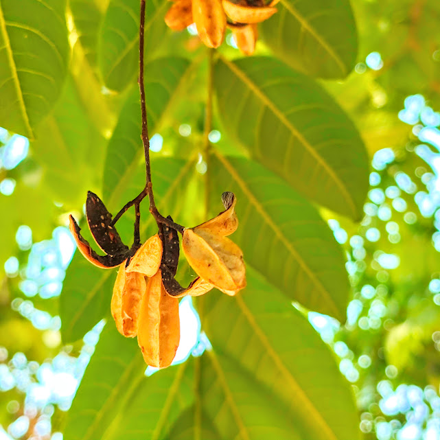 Fruto do cedro-vermelho-da-austrália.