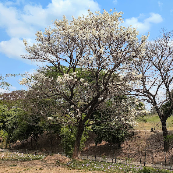 Ipê-branco florido.