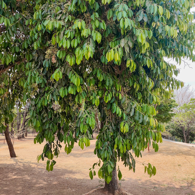 Jambolão florido.