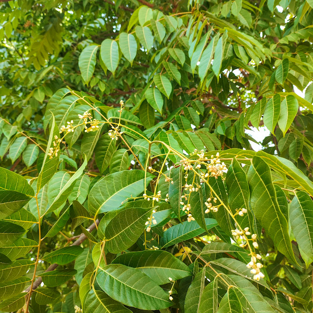 Inflorescência do cedro-vermelho-da-austrália.