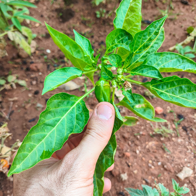 Folhas e fruto do pimentão.