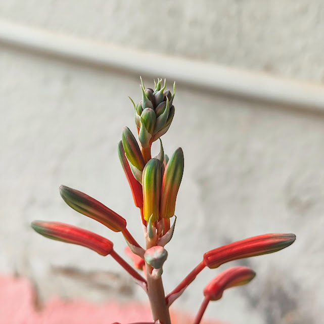 Flores da babosa-rabo-de-tatu.