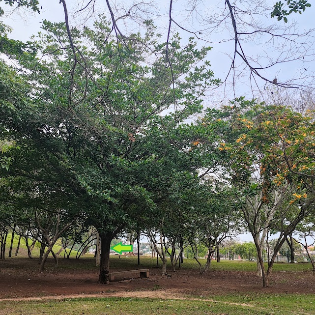 Jenipapo em bosque.