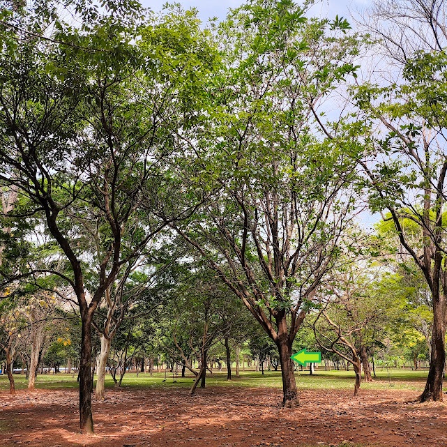 Jenipapo em bosque