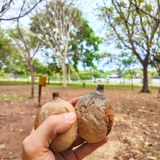 Frutos do jenipapo.