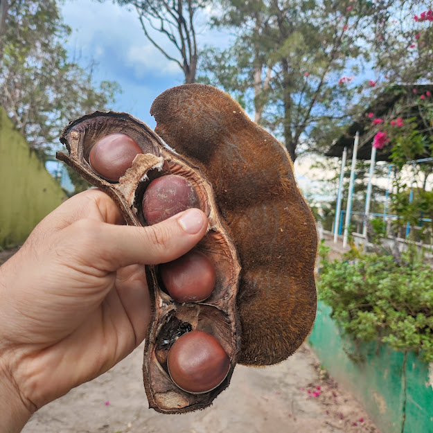 Fruto e sementes do olho-de-boi.