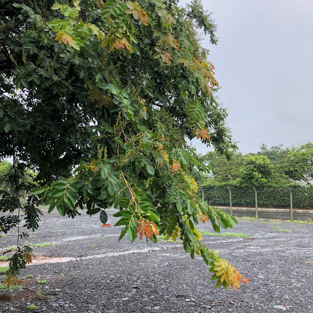 Parte da copa do óleo-de-copaíba.