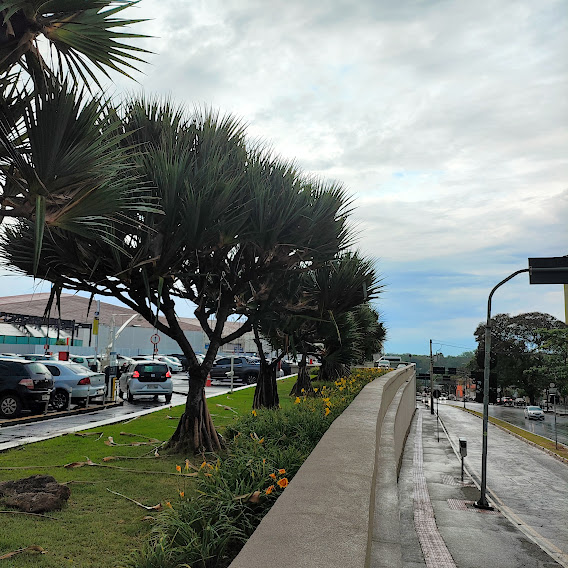 Maciço de lírios-de-são-josé.