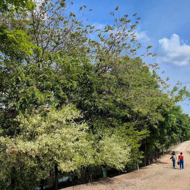 Grupo de pitangueiras floridas.