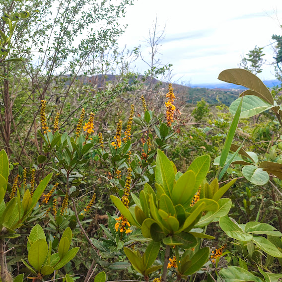 Folhas e inflorescências do murici-arbustivo.