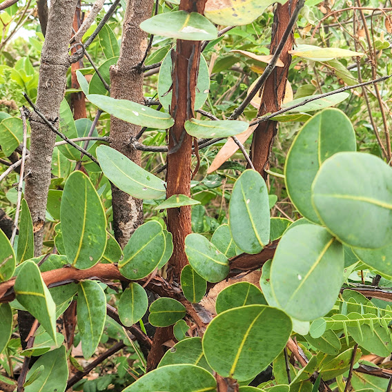 Folhas e tronco da carraposa-do-campo.