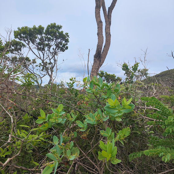 Carraposa-do-campo florida.