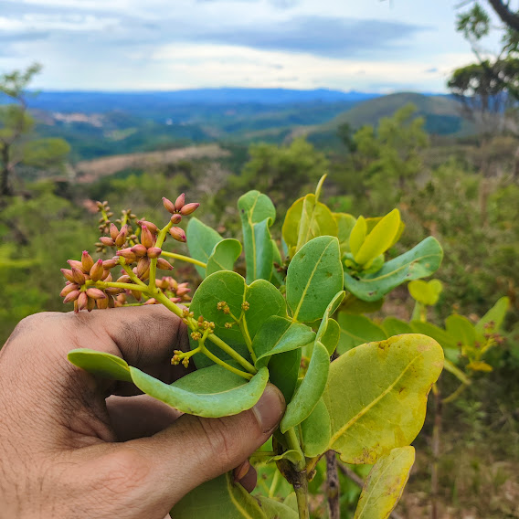 Folhas e das inflorescências da caparrosa-do-campo.