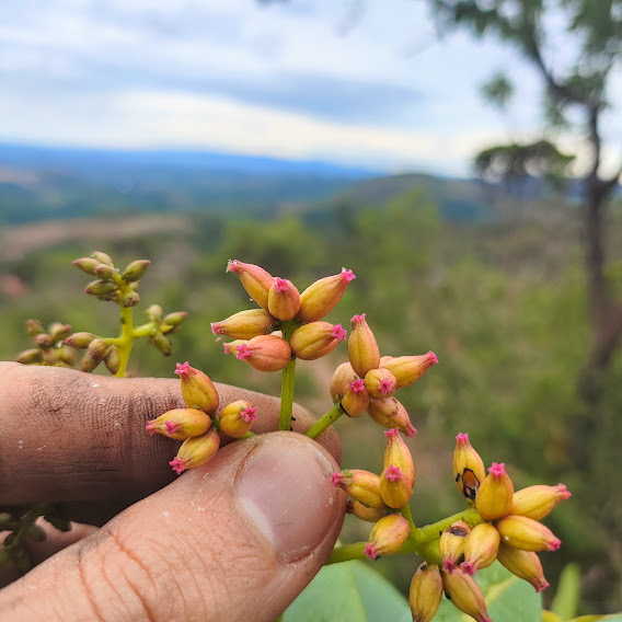 Flores da caparrosa-do-campo.