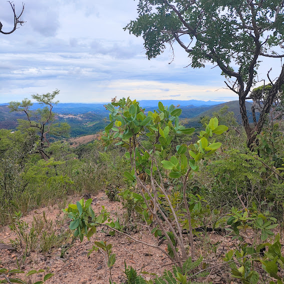 Caparrosa-do-campo em área de savana.