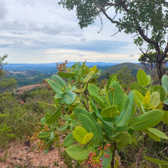 Folhas e flores da caparrosa-do-campo.