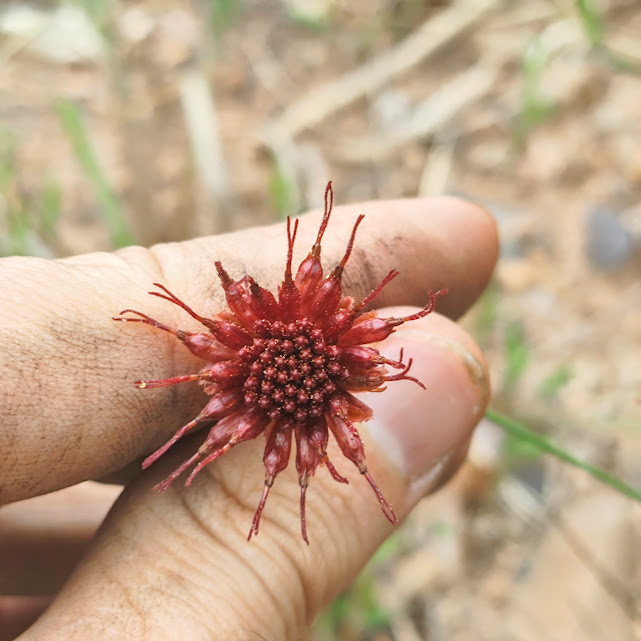 Inflorescência da Isostigma peucedanifolium.