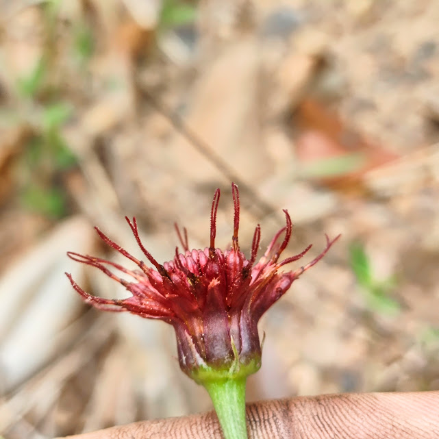 Inflorescência da Isostigma peucedanifolium.