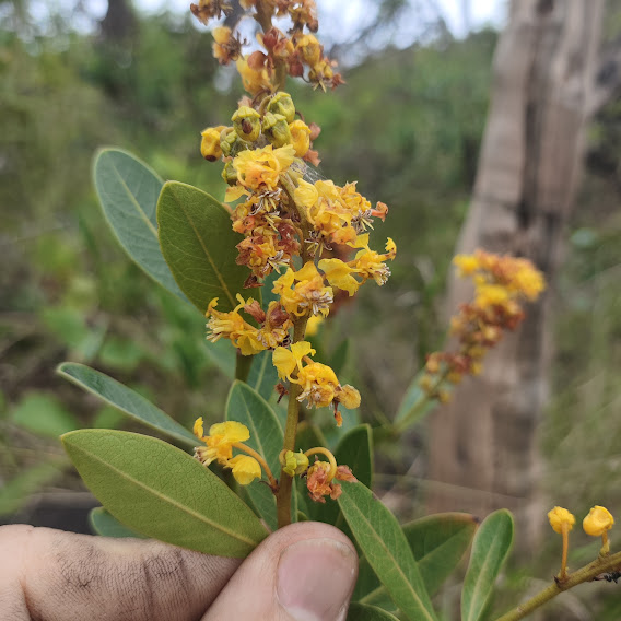 Inflorescências e folhas do murici-mirim.