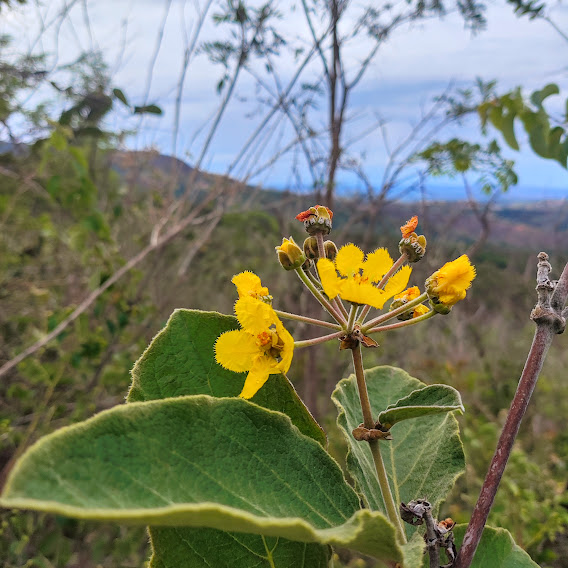 Inflorescência de Peixotoa parviflora.