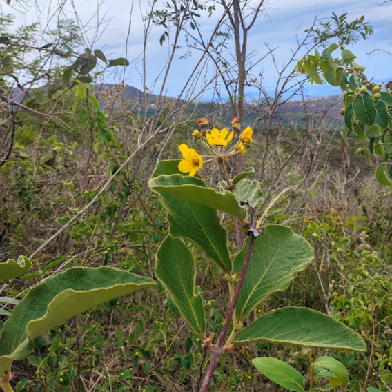 Folhas e flores de Peixotoa parviflora.