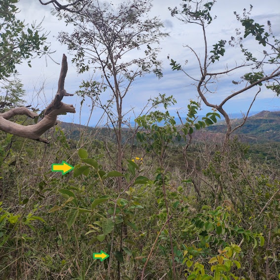 Peixotoa parviflora em área de cerrado.