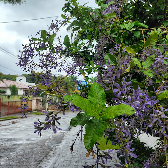 Folhas e flores da viuvinha.