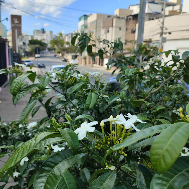 Botões florais, flores e folhas do jasmim-de-leite.