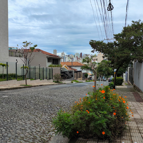 Pequeno maciço de picões-amarelos.