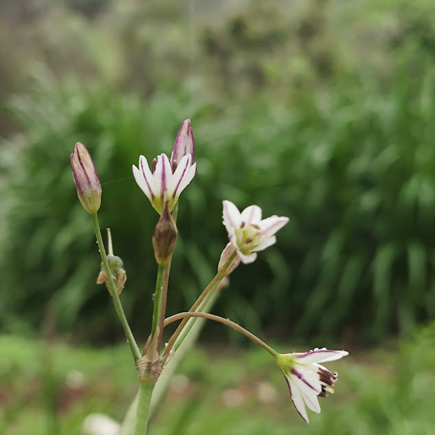 Flores do alho-silvestre.