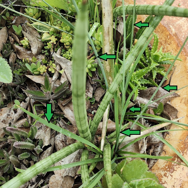 Folhas do alho-silvestre.