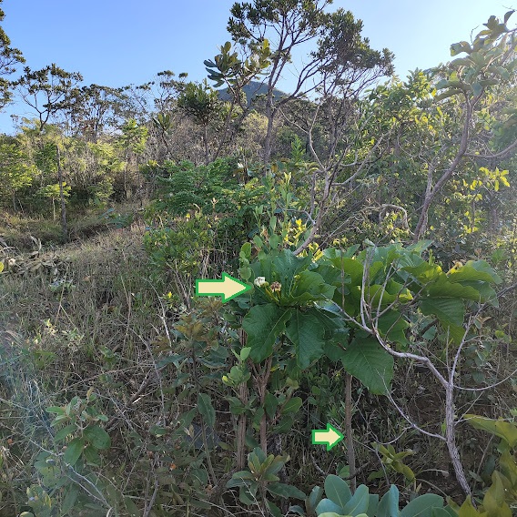 Genipapo-bravo em encosta de cerrado denso.