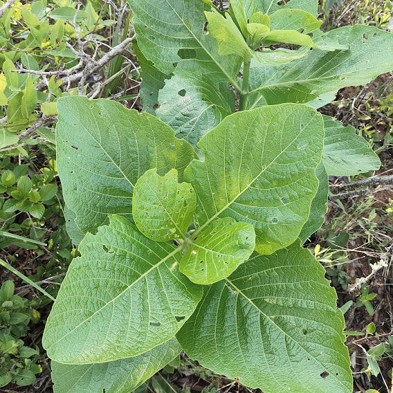 Folhas verde-escuras do genipapo-bravo.