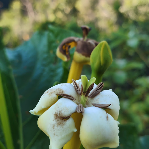 Flores do genipapo-bravo.