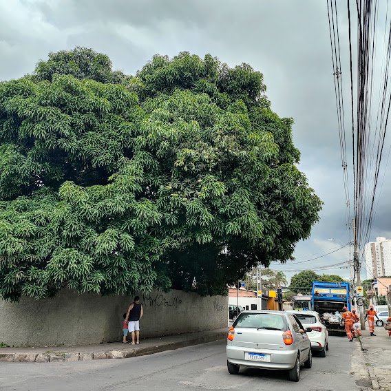 Mangueira de grande.