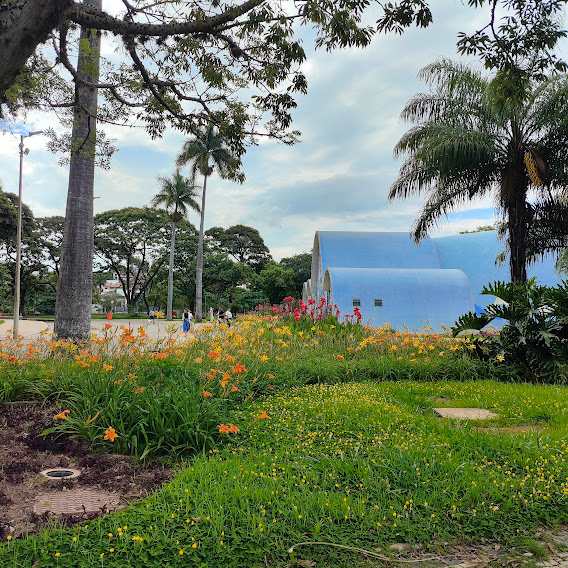 Maciço de grama-amendoim.