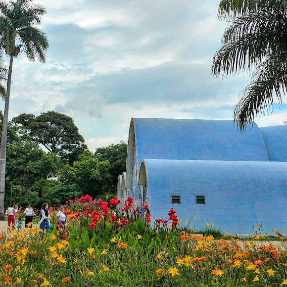 Maciço de cana-índica vermelha no jardim da Igrejinha da Pampulha - BH. 23/11/2024