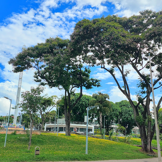 Maciço de grama-amendoim.