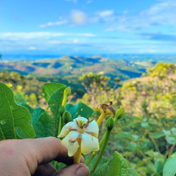 Flores do genipapo-bravo.