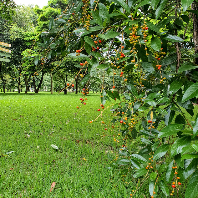 Folhas e frutos do pau-de-viola.