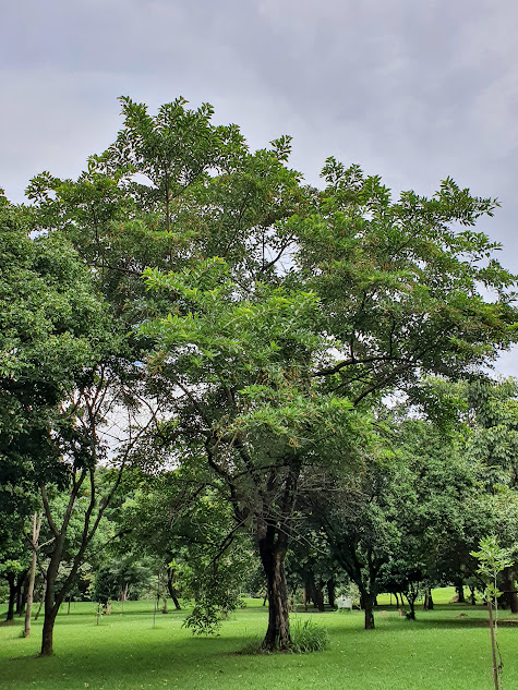 Pau-de-viola em bosque.